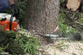 Best Utility Line Clearance  in Lone Tree, IA